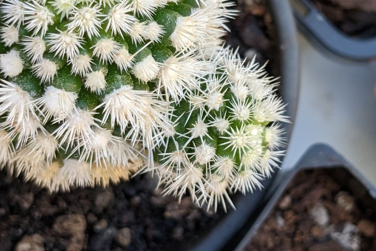 A close-up image of an Arizona Snowcap Cactus