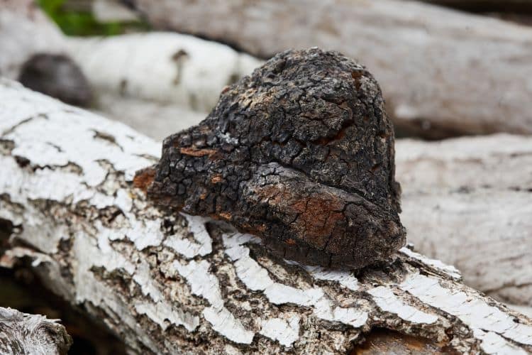 Chaga mushroom resembling a piece of burnt charcoal growing off the bark of a tree