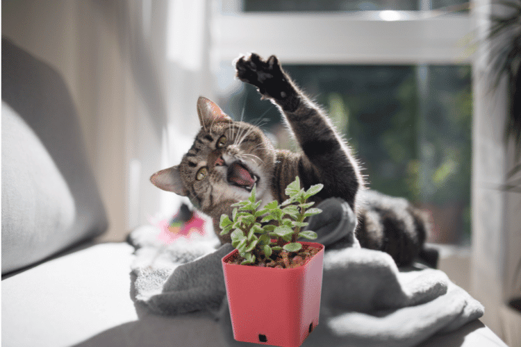 Cat playing with an elephant bush plant in a red pot